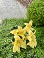 IMG_5158.jpeg