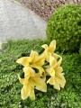 IMG_5157.jpeg