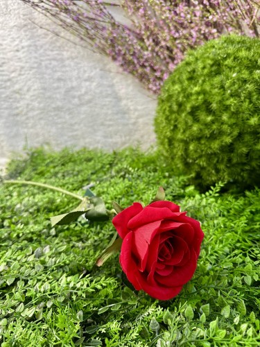 IMG_5178.jpeg