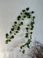 IMG_5192.jpeg