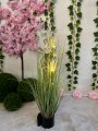 IMG_6146.jpeg