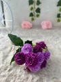 IMG_6650.jpeg