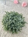 IMG_6700.jpeg