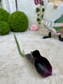 IMG_7344.jpeg