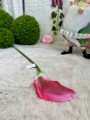 IMG_7347.jpeg