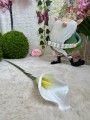 IMG_7352.jpeg