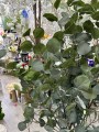 IMG_7569.jpeg