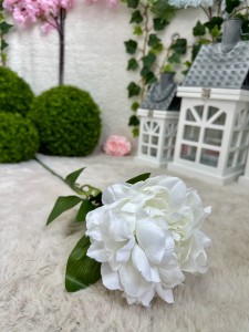 Piwonia biała 78