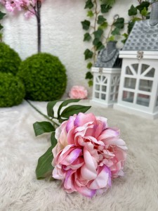 Piwonia ombre 78  