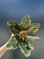 IMG_1539.jpeg