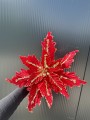 IMG_1555.jpeg