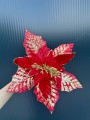 IMG_1535.jpeg