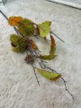 IMG_1861.jpeg