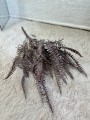 IMG_1870.jpeg