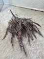IMG_1871.jpeg