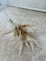 IMG_1879.jpeg