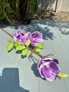Magnolia piankowa fioletowa 90