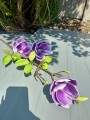 IMG_2368.jpeg