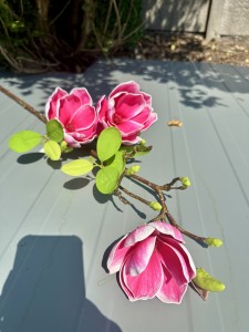 Magnolia piankowa różowa 90 