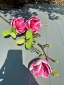 IMG_2370.jpeg