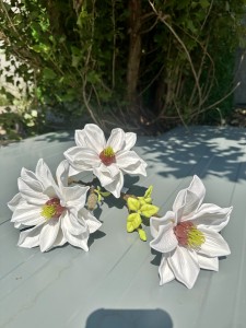 Magnolia piankowa biała 75