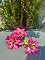 IMG_2385.jpeg