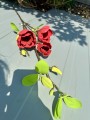 IMG_2391.jpeg