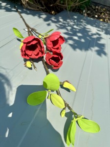 Magnolia piankowa czerwona 95 