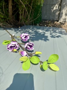 Magnolia piankowa fioletowa 95 