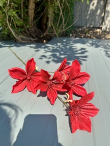 Magnolia piankowa czerwona 80