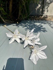Magnolia piankowa biała 80