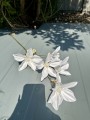 IMG_2398.jpeg