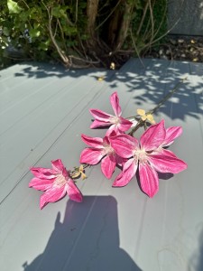 Magnolia piankowa różowa 80