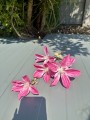 IMG_2400.jpeg