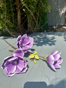 Magnolia piankowa fioletowa 75 