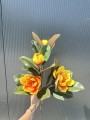 IMG_2415.jpeg