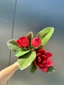 Magnolia piankowa czerwona 75  