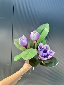 Magnolia piankowa fioletowa 75  