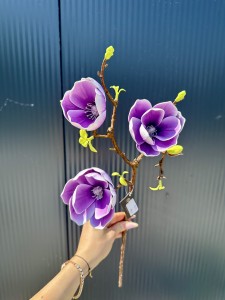 Magnolia piankowa fioletowa 55