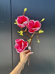 Magnolia piankowa różowa 55 