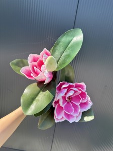 Magnolia piankowa różowa  75 