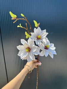 Magnolia piankowa biała 80