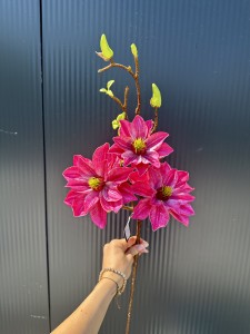 Magnolia piankowa różowa  80