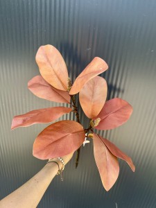 Liście Magnolii pomarańczowe 60