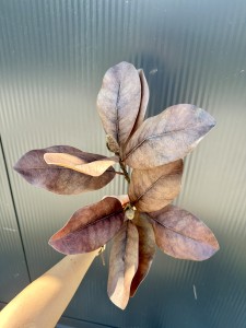 Liście Magnolii brązowe 60 