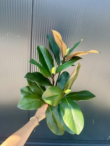 Liście Magnolii zielone 70