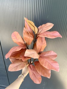 Liście Magnolii pomarańczowe 70 
