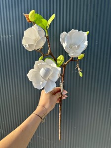 Magnolia piankowa biała 55 