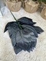 IMG_4482.jpeg