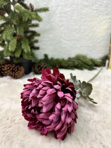 Chryzantema fioletowa 73     